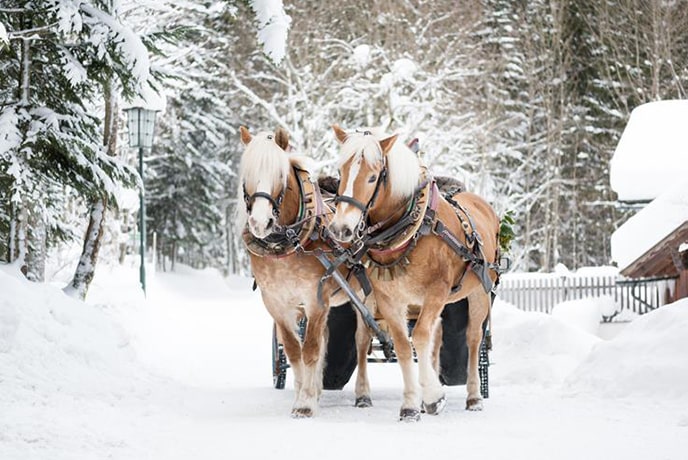 Horses Pull a Sleigh Through Snowy Woods