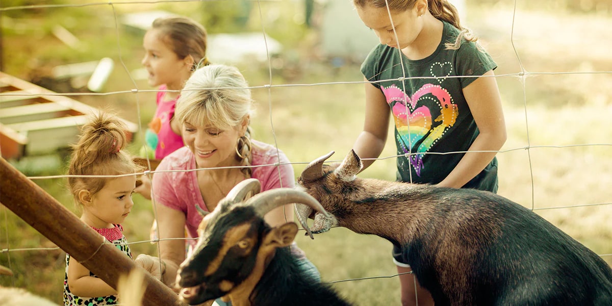 Mother and her Daughters Feeding Goats