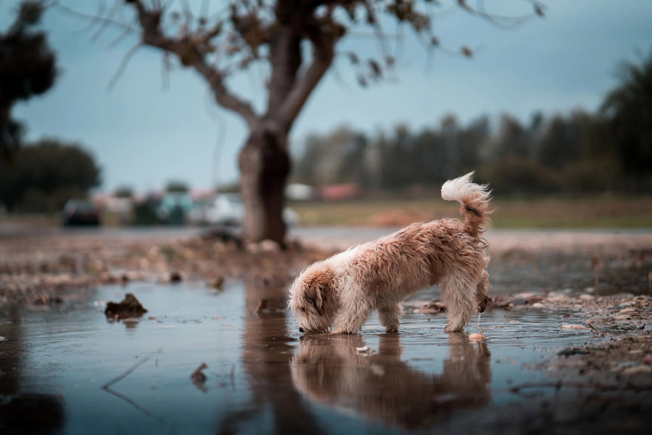 Dog Drinking out of a Large Puddle