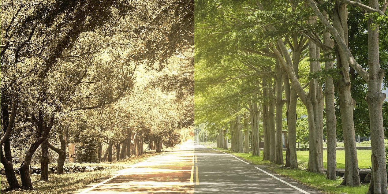 Tree Lined Road