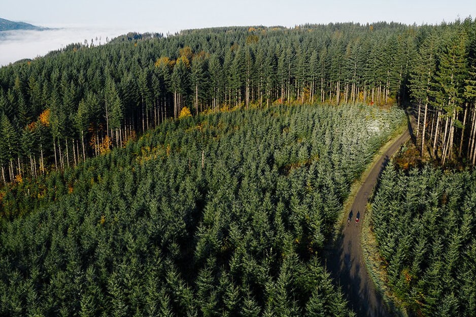 Biking Through Paths of Tall Trees