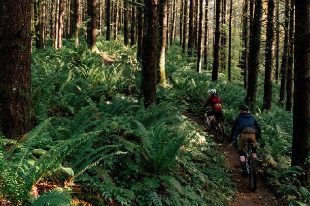 Biking Inside Beautiful Forrest