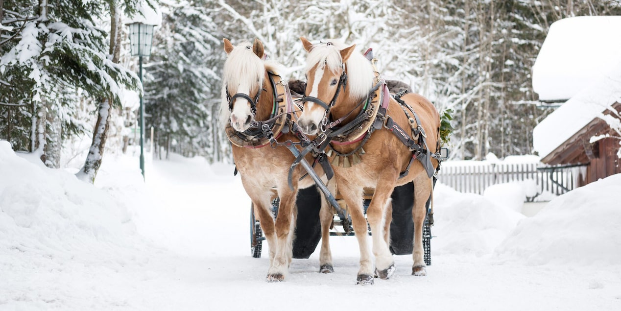 Horses Pulling a Wagon on a Snow Covered Road 