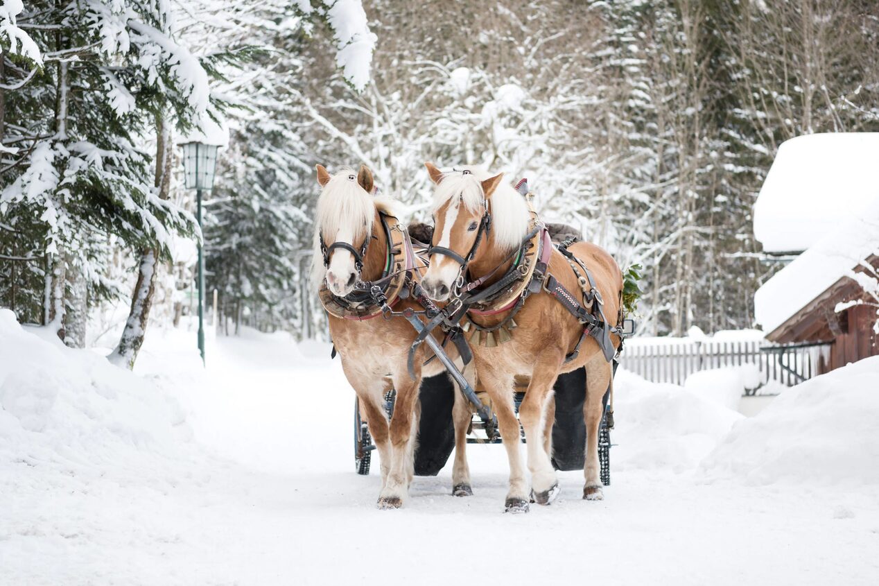 Horses Pulling a Wagon on a Snow Covered Road 